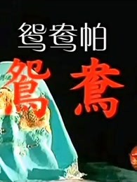 《心跳爱情》电视剧高清全集